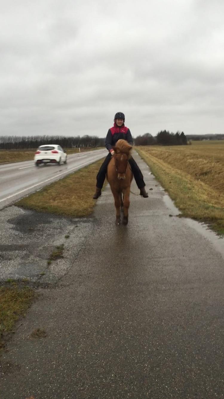 Islænder Hálfmáni fra Vejlegaard billede 6