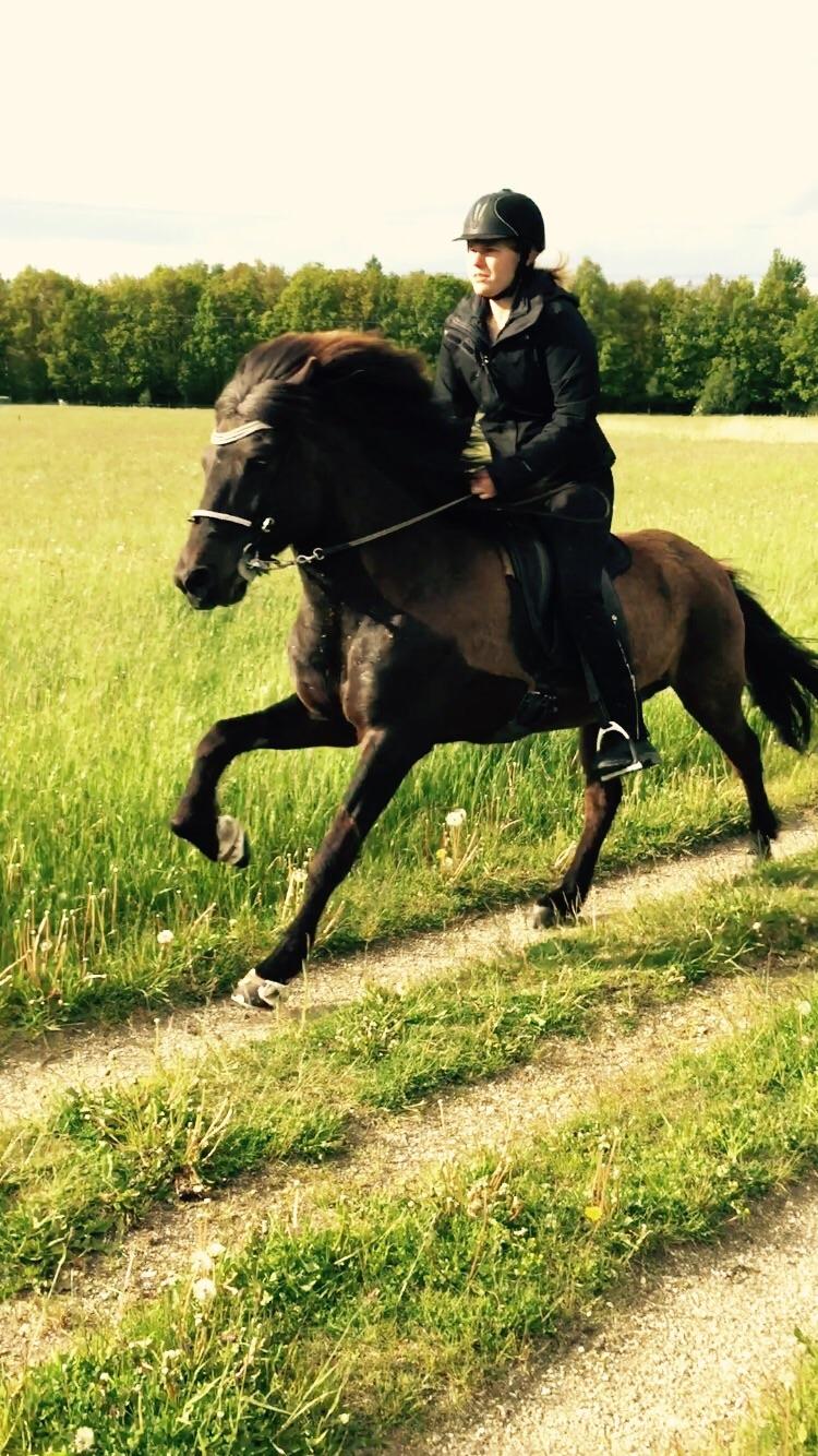 Islænder Haförn fra Pegasus billede 6