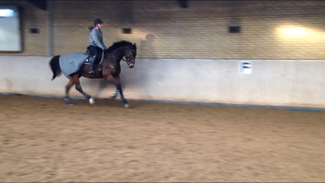 Dansk Varmblod Nicolai-høj billede 26