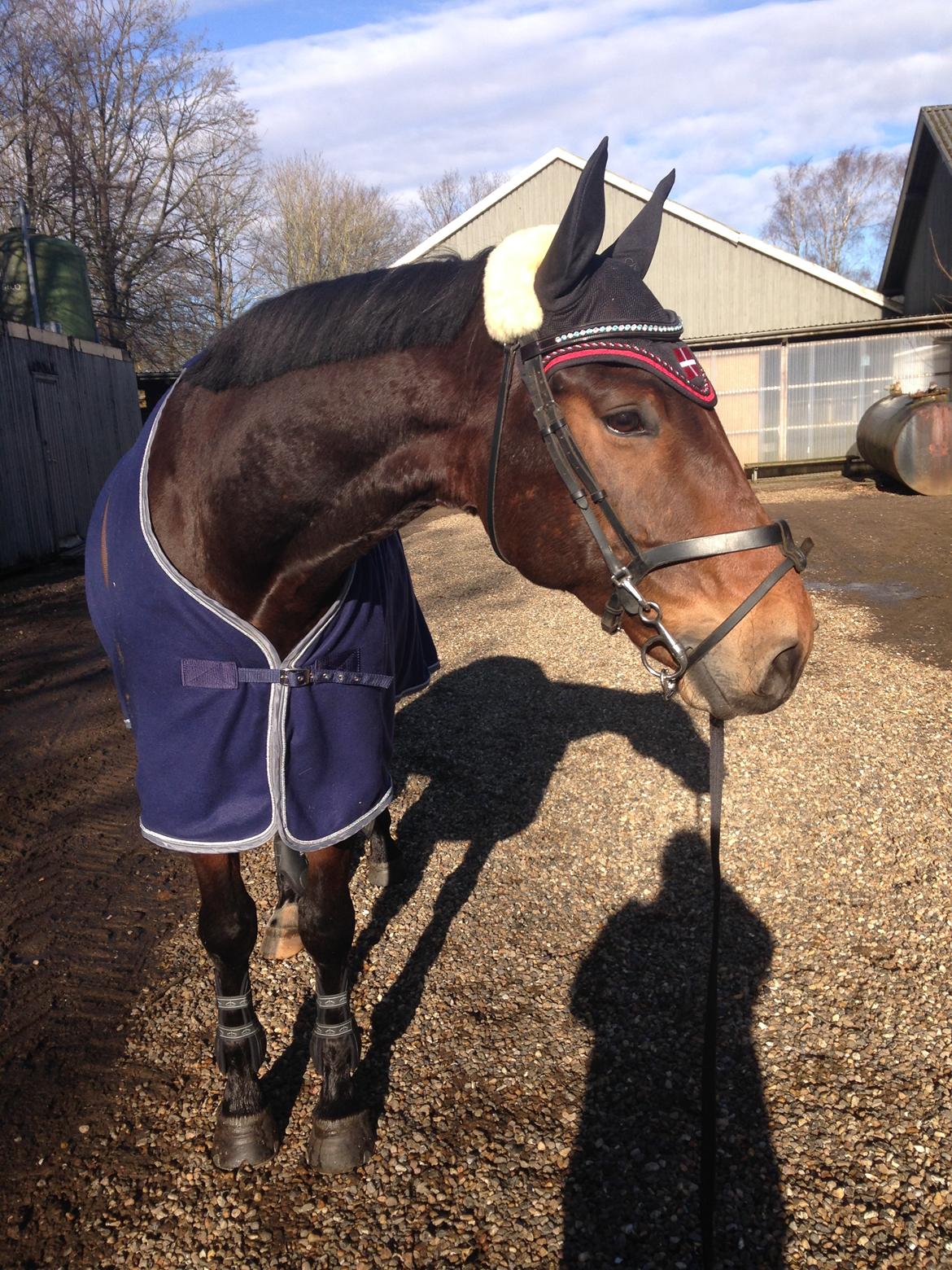Dansk Varmblod Nicolai-høj billede 20