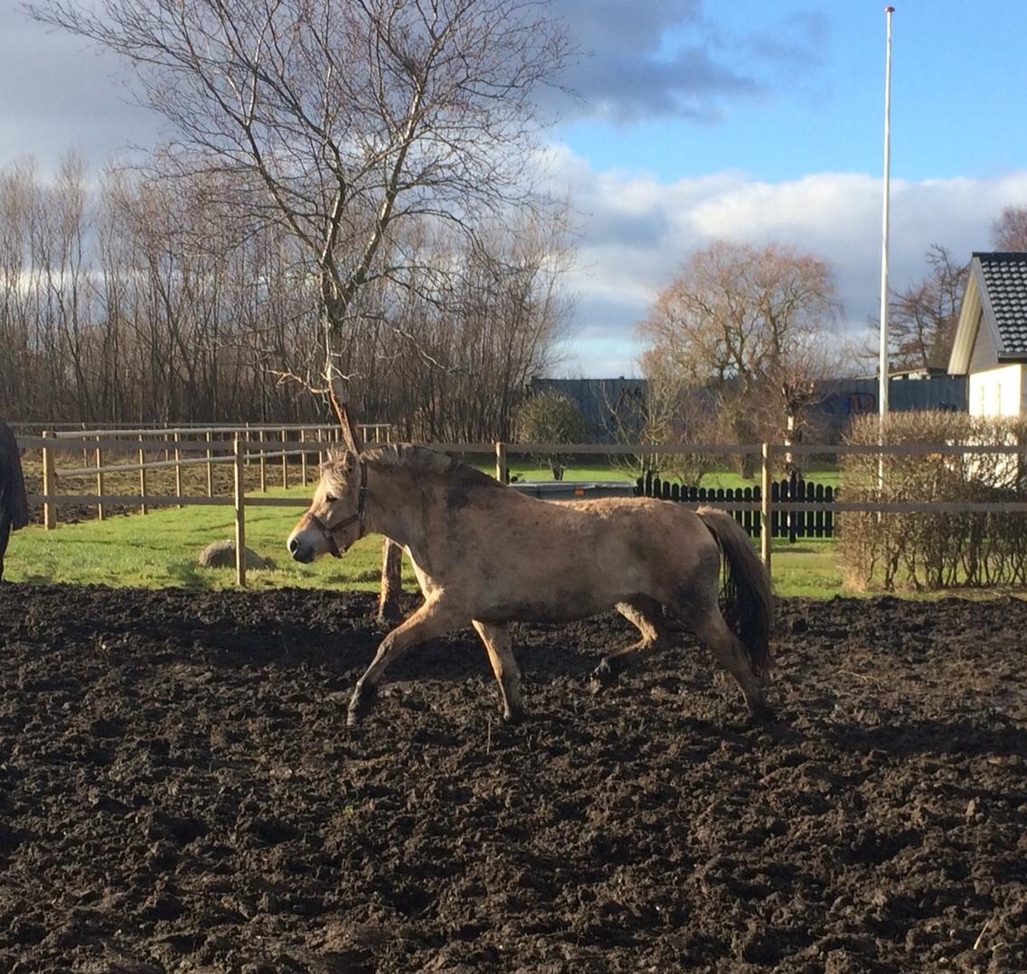 Fjordhest Munkegårdens sille billede 35