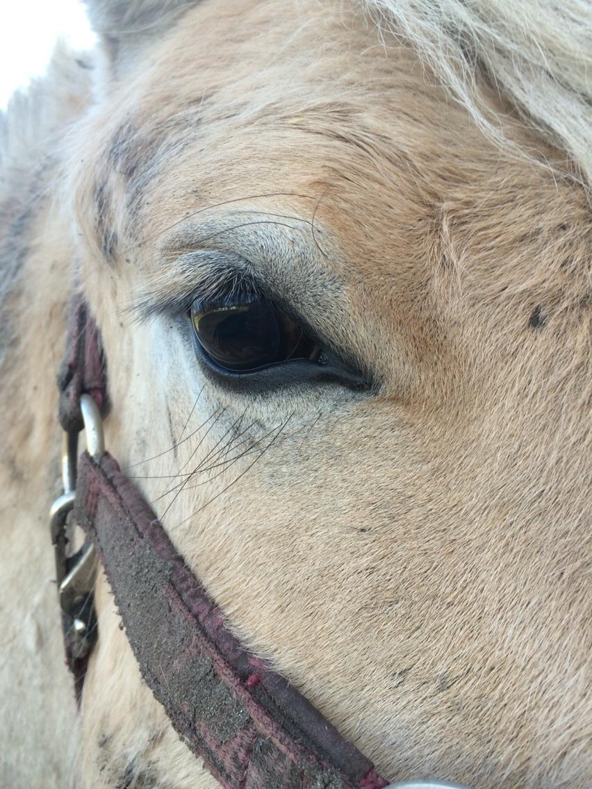 Fjordhest Munkegårdens sille billede 32