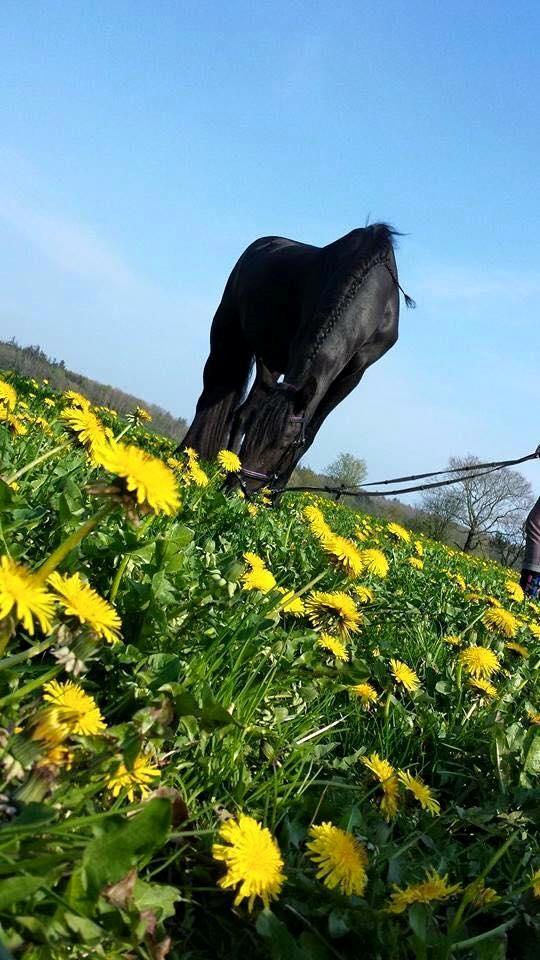 Frieser Inez  - Forår 2014 billede 8