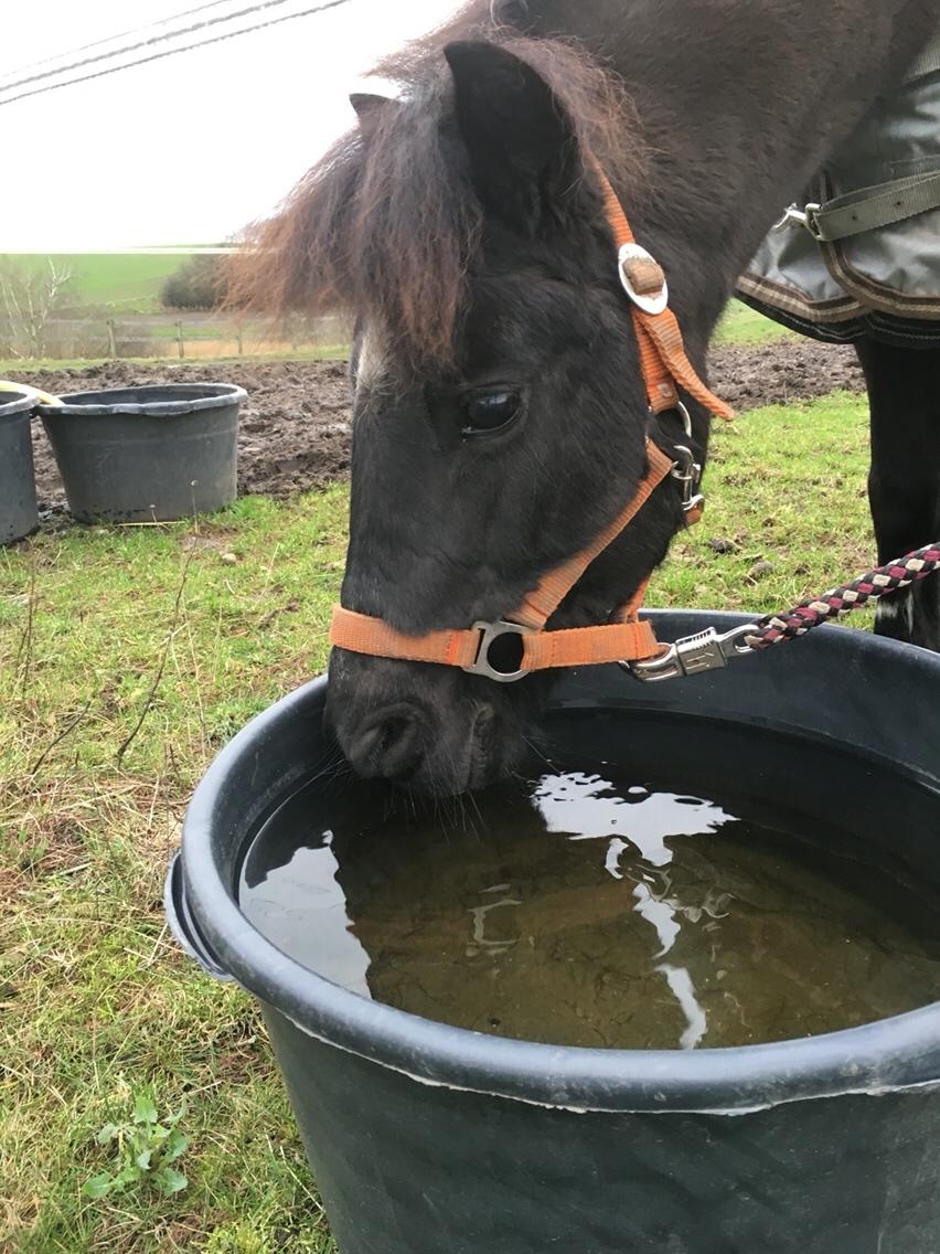 Anden særlig race Black Dancer billede 12