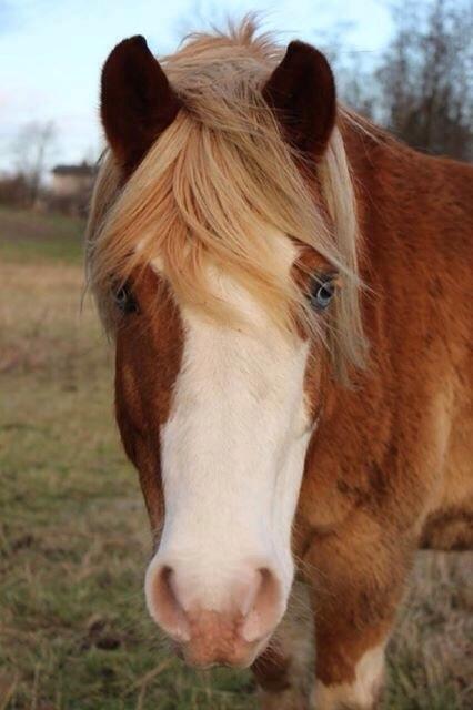 Anden særlig race Goodie Blue - December 2015. billede 6