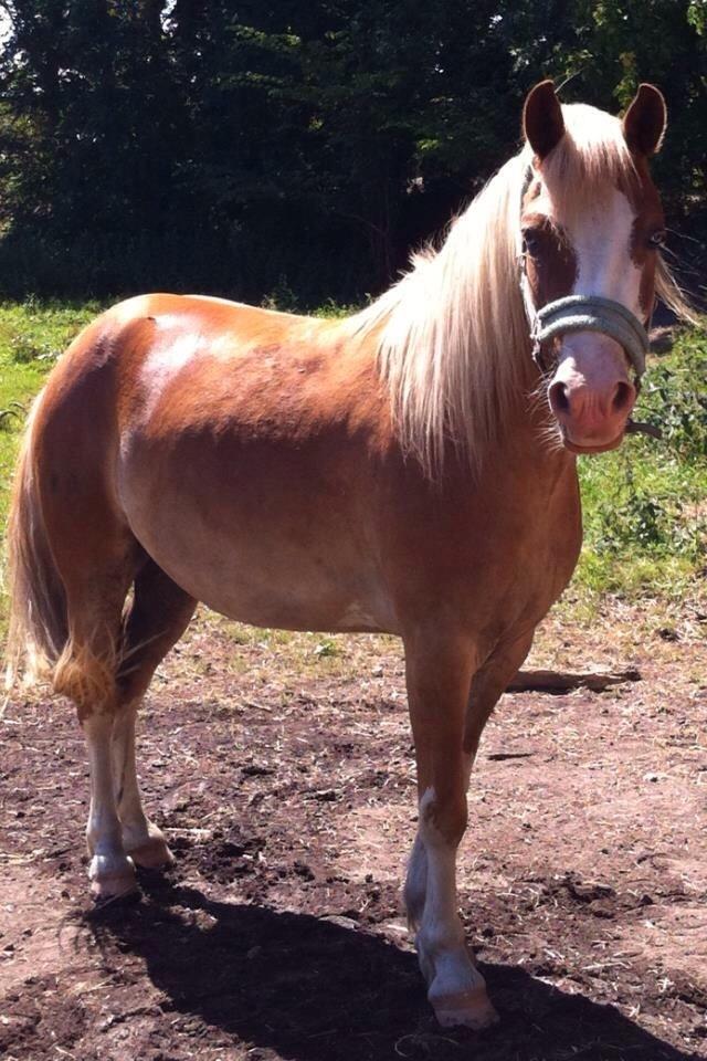 Anden særlig race Goodie Blue - August 14. billede 8