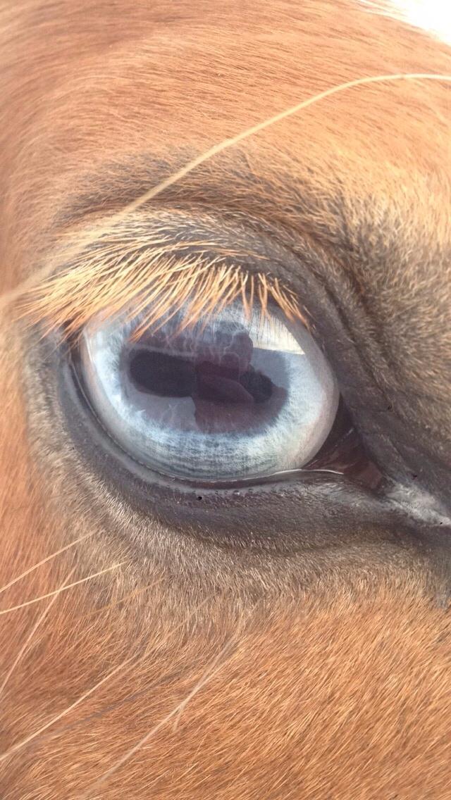 Anden særlig race Goodie Blue - Januar 16 billede 2