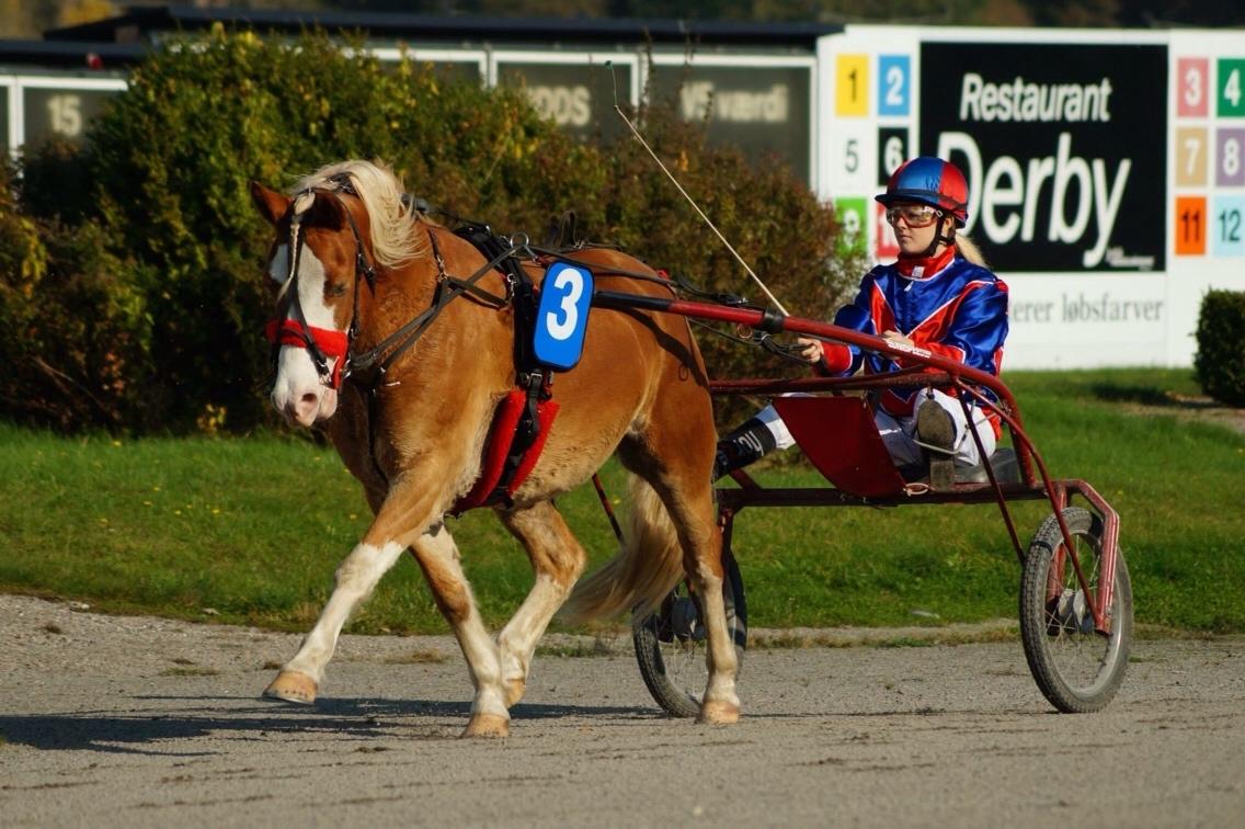 Anden særlig race Goodie Blue - Goodie og hans kusk Nikoline. billede 9