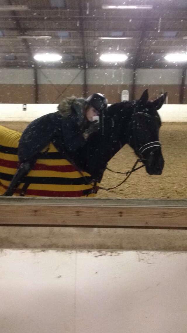 Dansk Varmblod Birkholm's oline billede 10