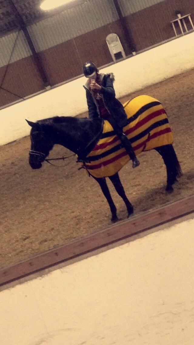 Dansk Varmblod Birkholm's oline billede 11