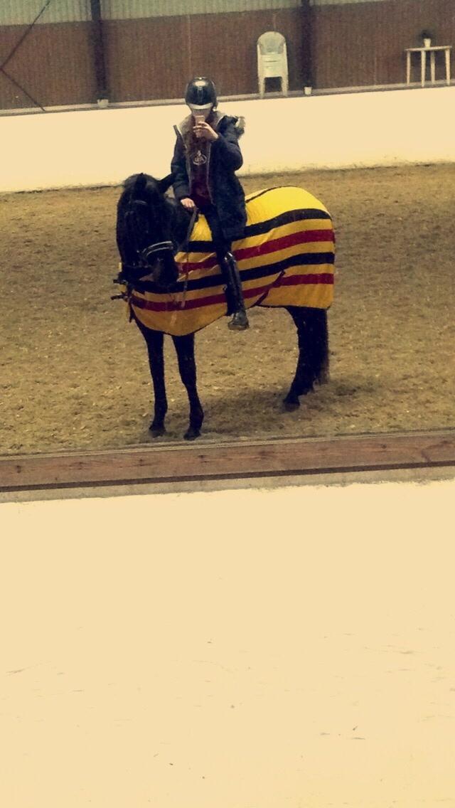 Dansk Varmblod Birkholm's oline billede 12