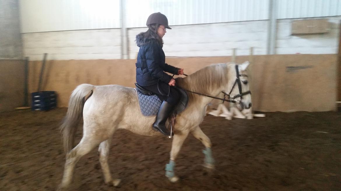 Welsh Pony (sec B) loulou maegaard billede 2