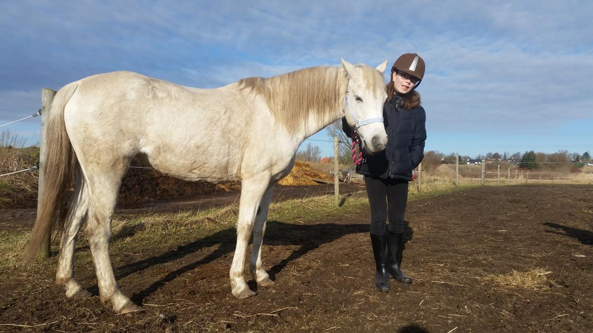 Welsh Pony (sec B) loulou maegaard billede 3