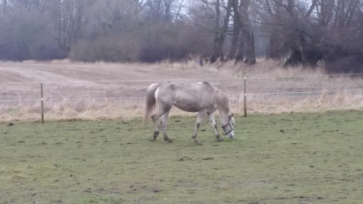 Welsh Pony (sec B) loulou maegaard billede 7