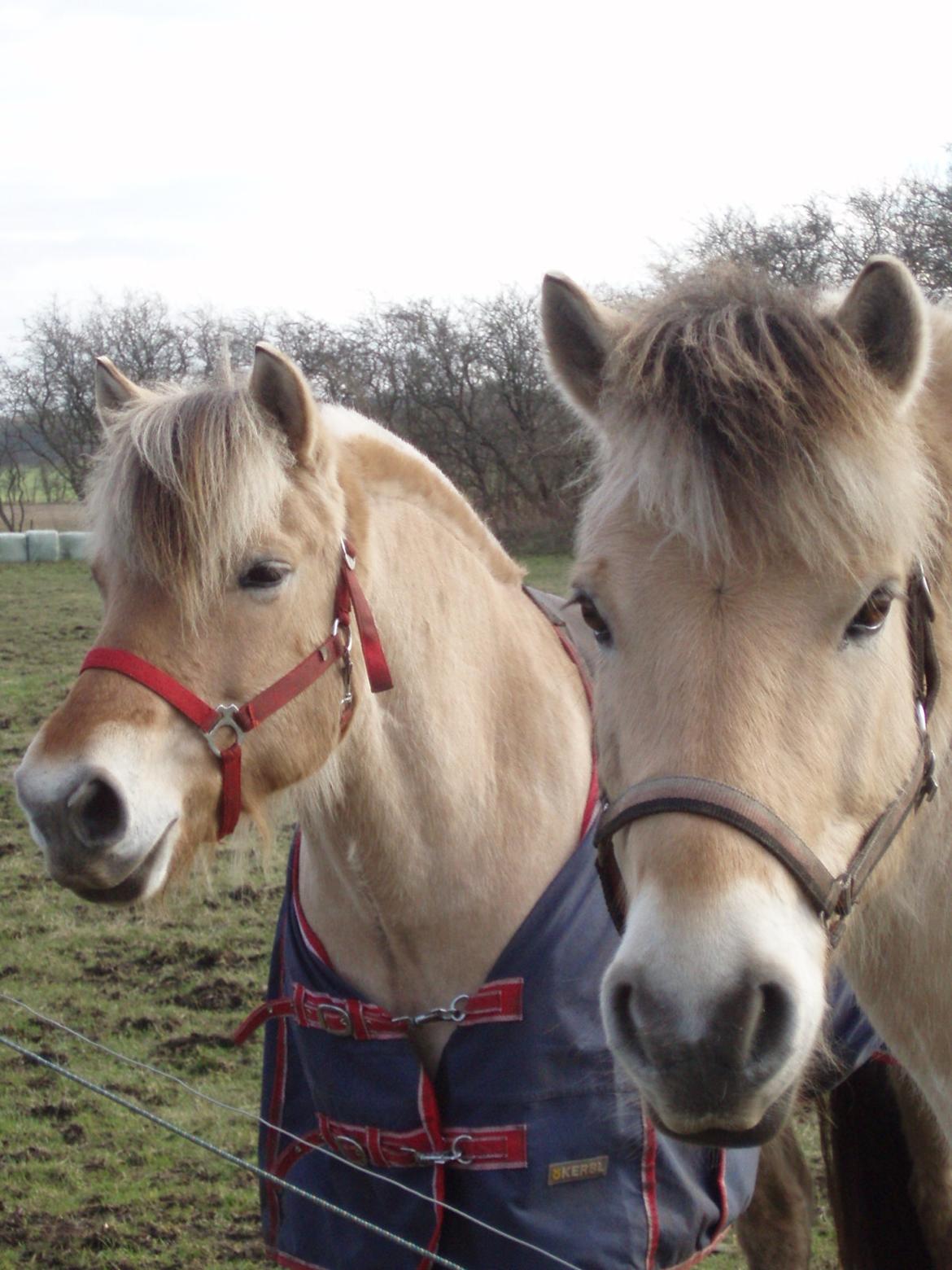 Fjordhest LINDEGAARDS ZARINA - Zarina med sin ven 13-2.16 billede 44