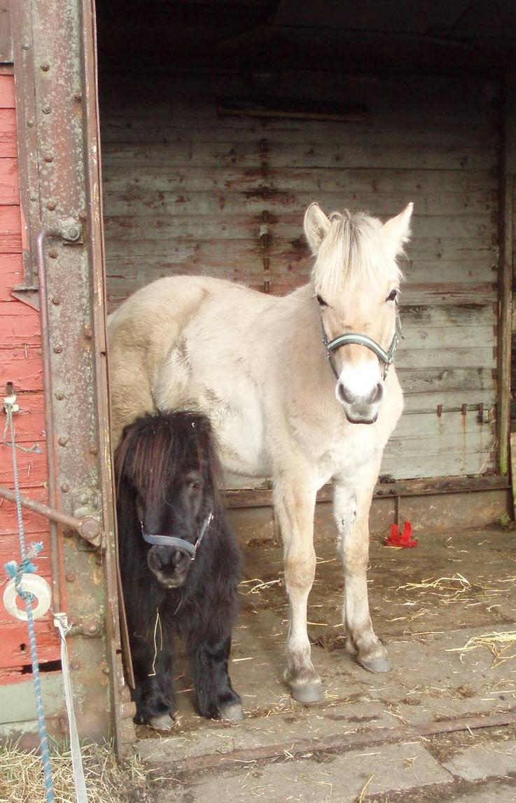 Anden særlig race Buster (Jarl) Sorte ganger - 13-2.16  Buster med sin ven Vulkan billede 16