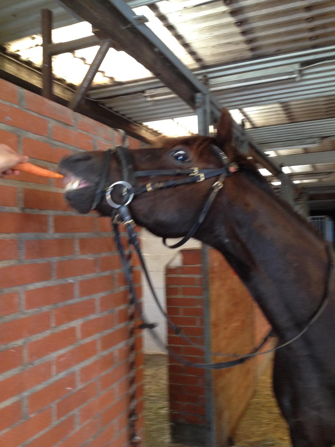 New Forest Bella - "JEG SMILER" billede 4