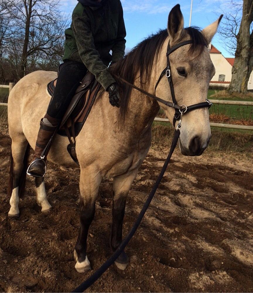 Anden særlig race | Sofus billede 37