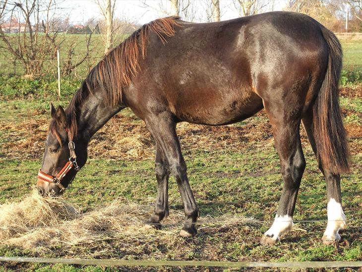 Oldenborg Bøgelinds gunilla billede 13