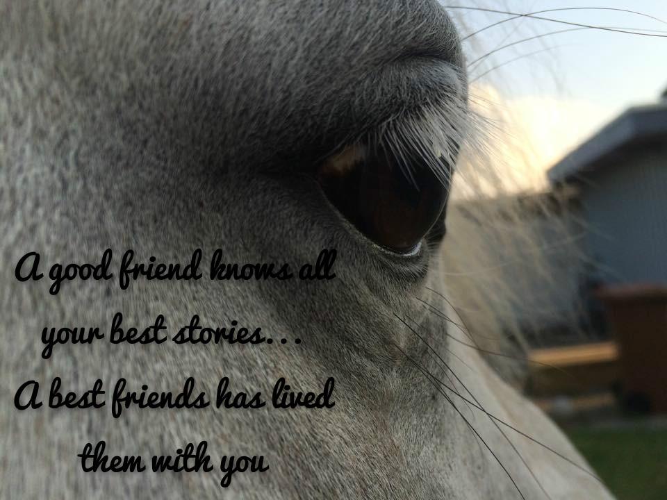 Anden særlig race Silas billede 4