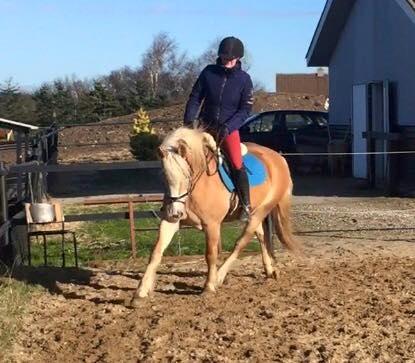 Haflinger Rascitta billede 31