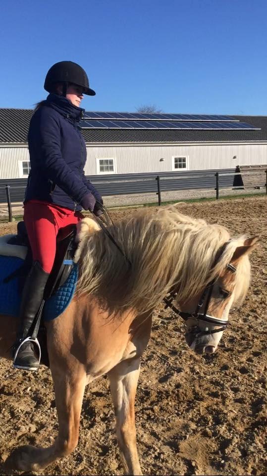 Haflinger Rascitta billede 32