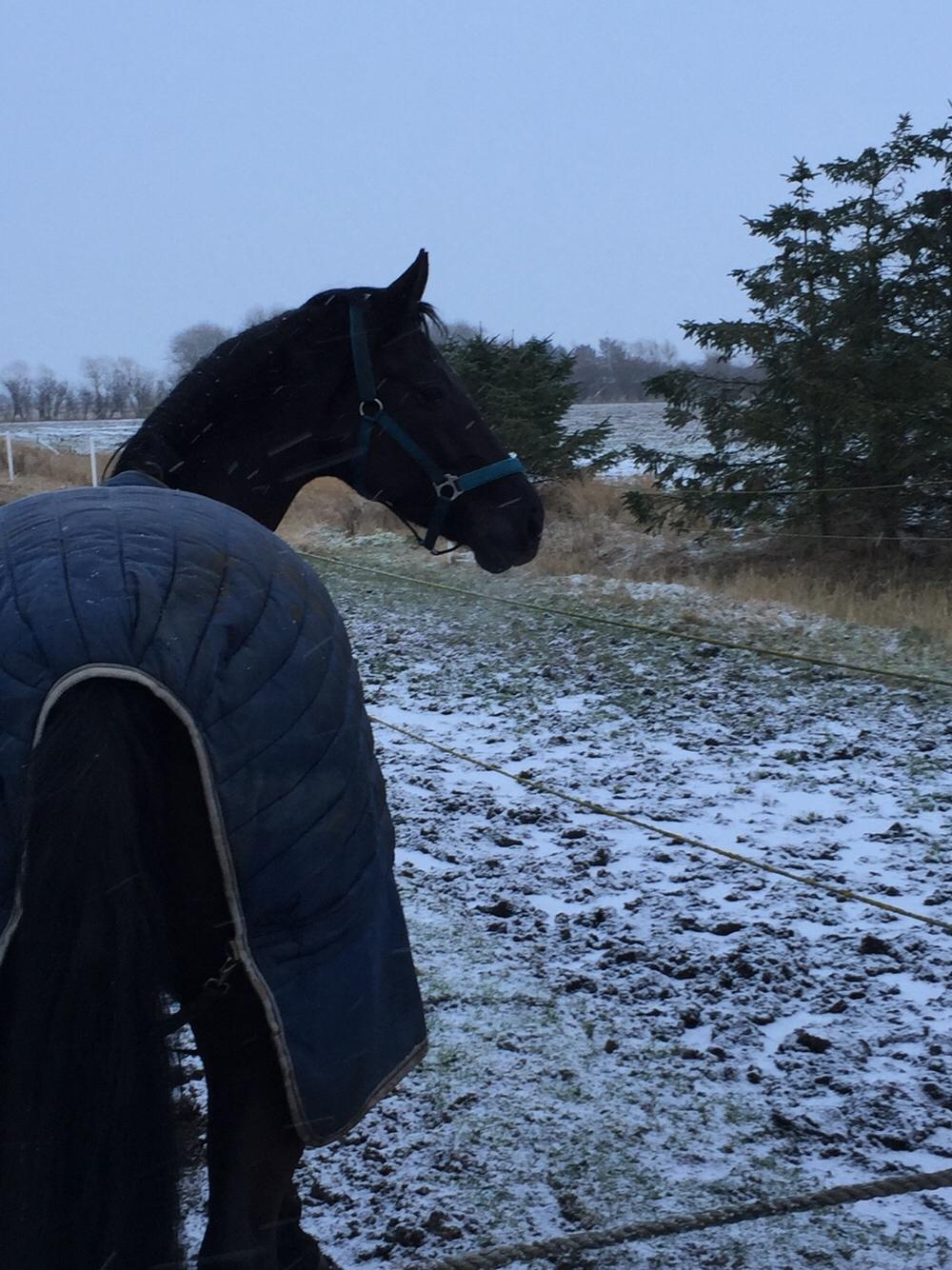 Dansk Varmblod Princess di-grea billede 12