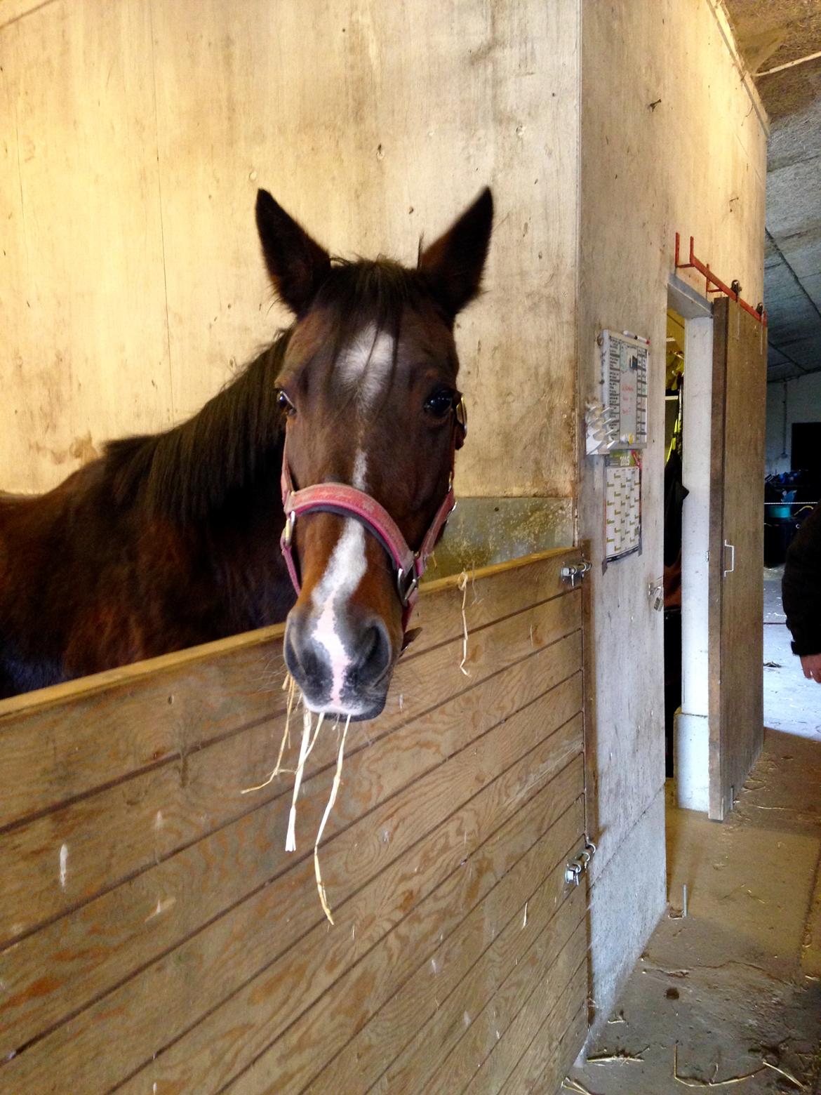 Anden særlig race Beauty (himmelhest) - den dag hun kom hjem....❤️ d. 31 okt 2015❤️❤️ billede 2