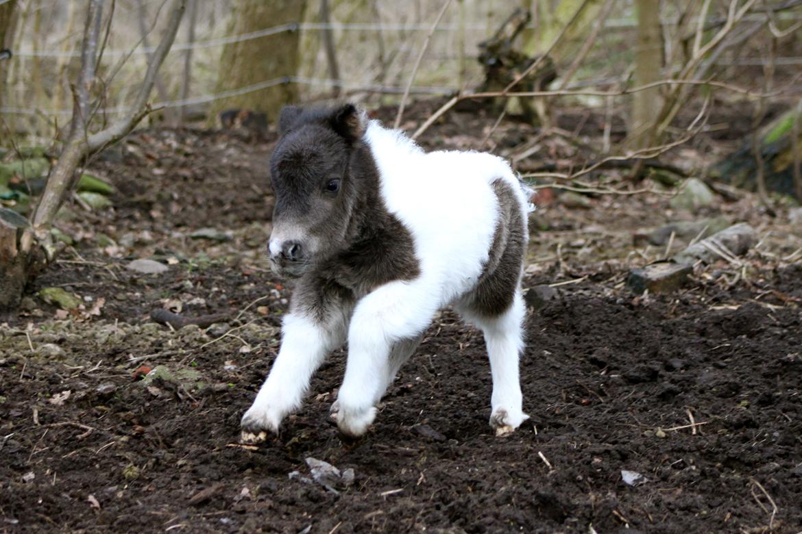 Miniature My Second Chance For Happiness - 4 dage gammel. billede 17