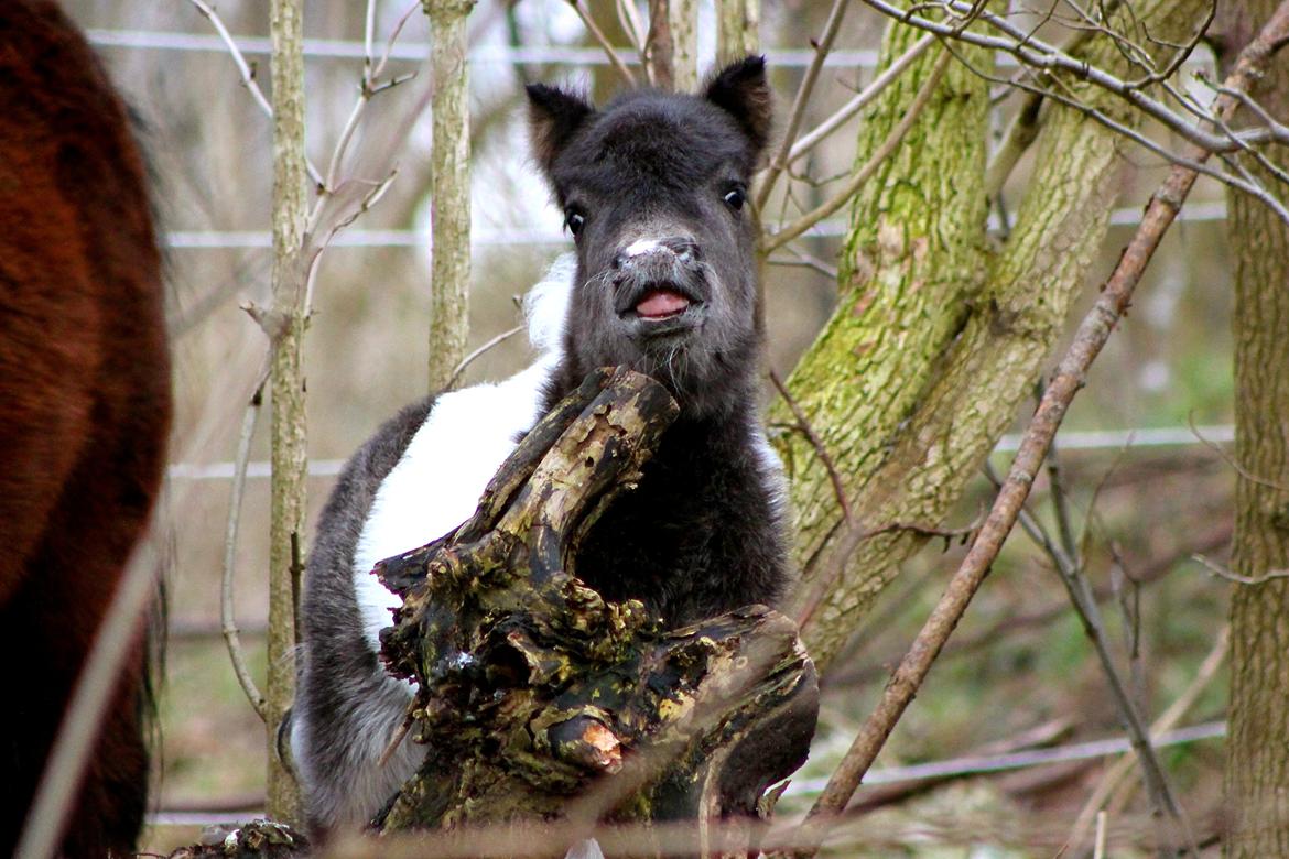 Miniature My Second Chance For Happiness - Happy 4 dage gammel. billede 5