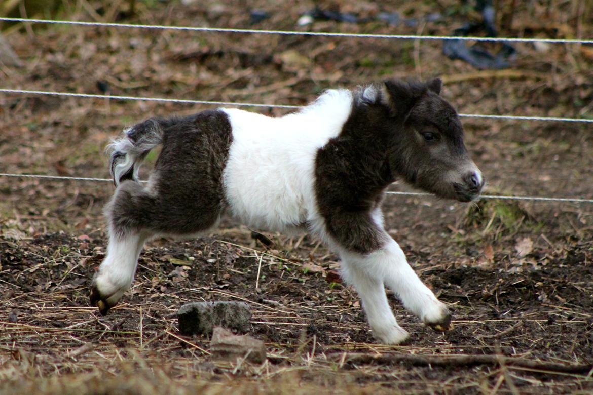 Miniature My Second Chance For Happiness - 4 dage gammel. billede 23