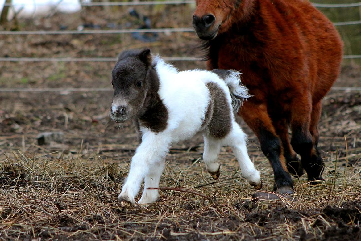 Miniature My Second Chance For Happiness - 4 dage gammel. billede 46