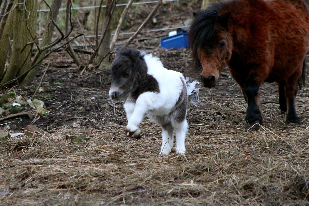 Miniature My Second Chance For Happiness - 3 dage gammel. billede 49