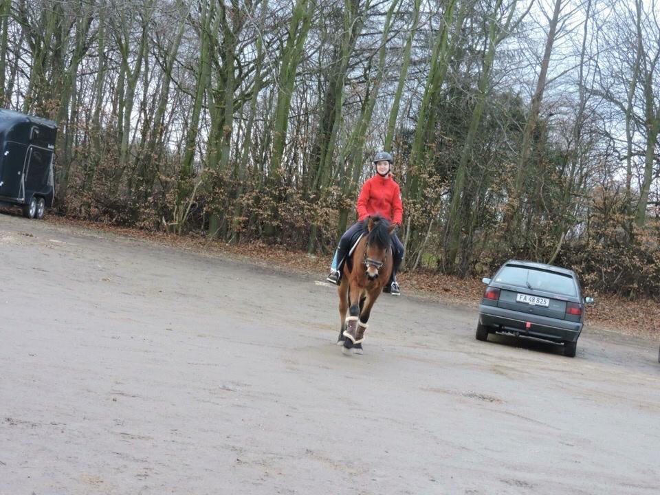 Anden særlig race Ole - <3 billede 15