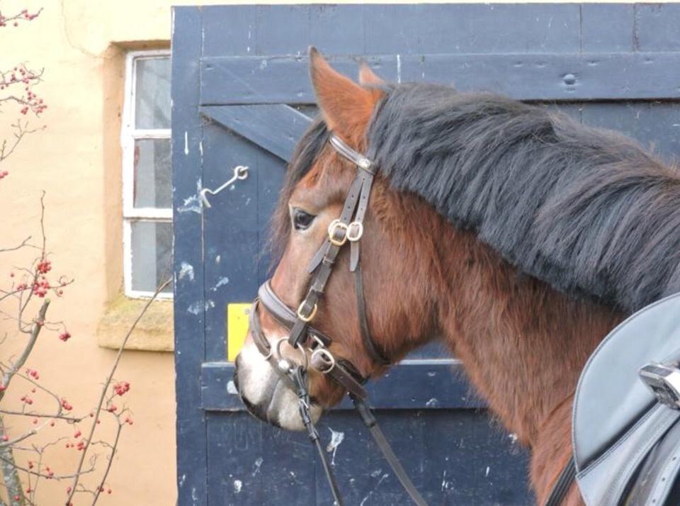 Anden særlig race Ole - <3 billede 17