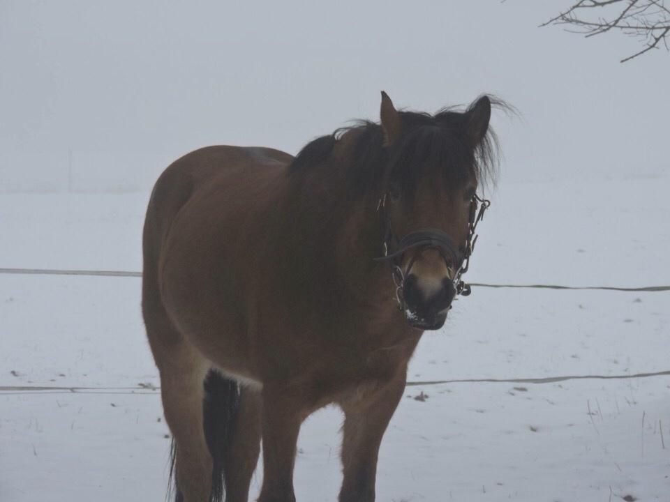 Anden særlig race Ole - Baby i sneen. <3 billede 7