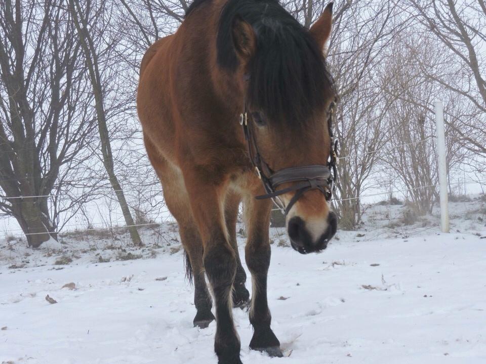 Anden særlig race Ole - <3 billede 14