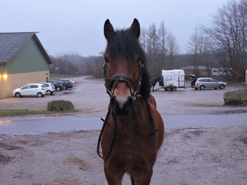 Anden særlig race Ole - <3 billede 13