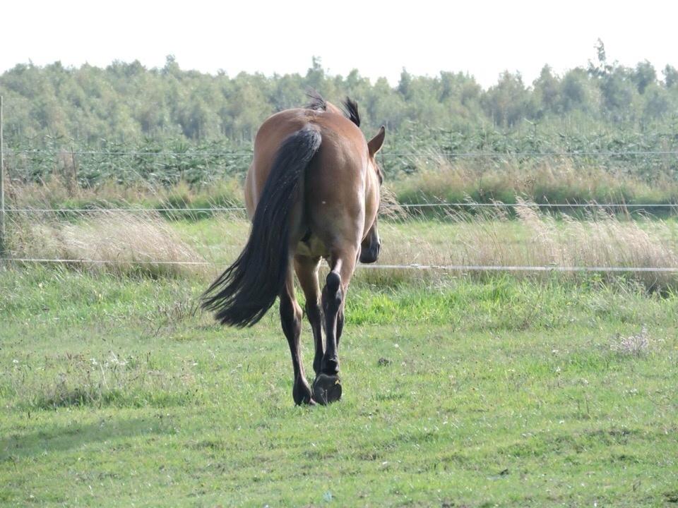 Anden særlig race Ole - Når enden er god, er alting godt. Tak for kigget. :)  billede 18