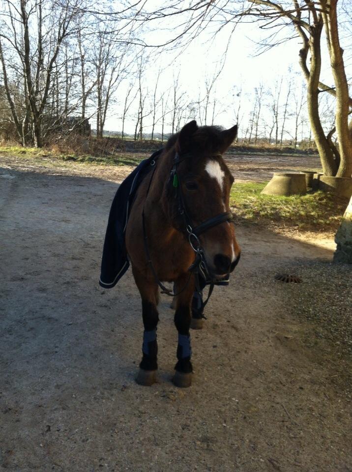 Anden særlig race Else { part } billede 1