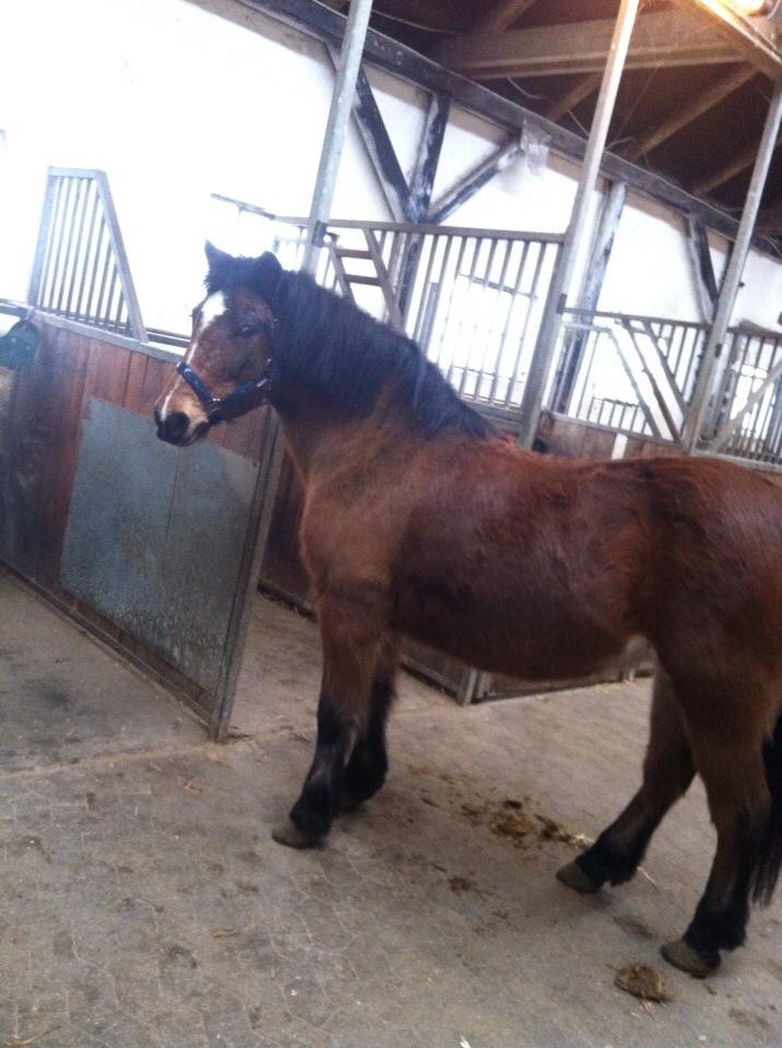 Anden særlig race Else { part } billede 11