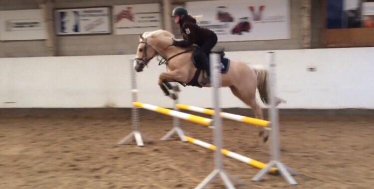 Palomino Asterix billede 18