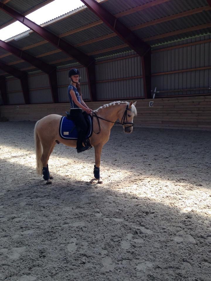 Palomino Asterix billede 23