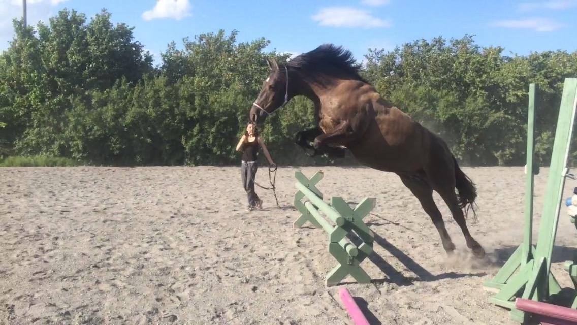 Anden særlig race Coppen billede 8