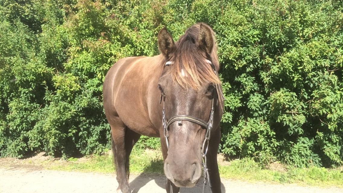 Anden særlig race Coppen billede 9