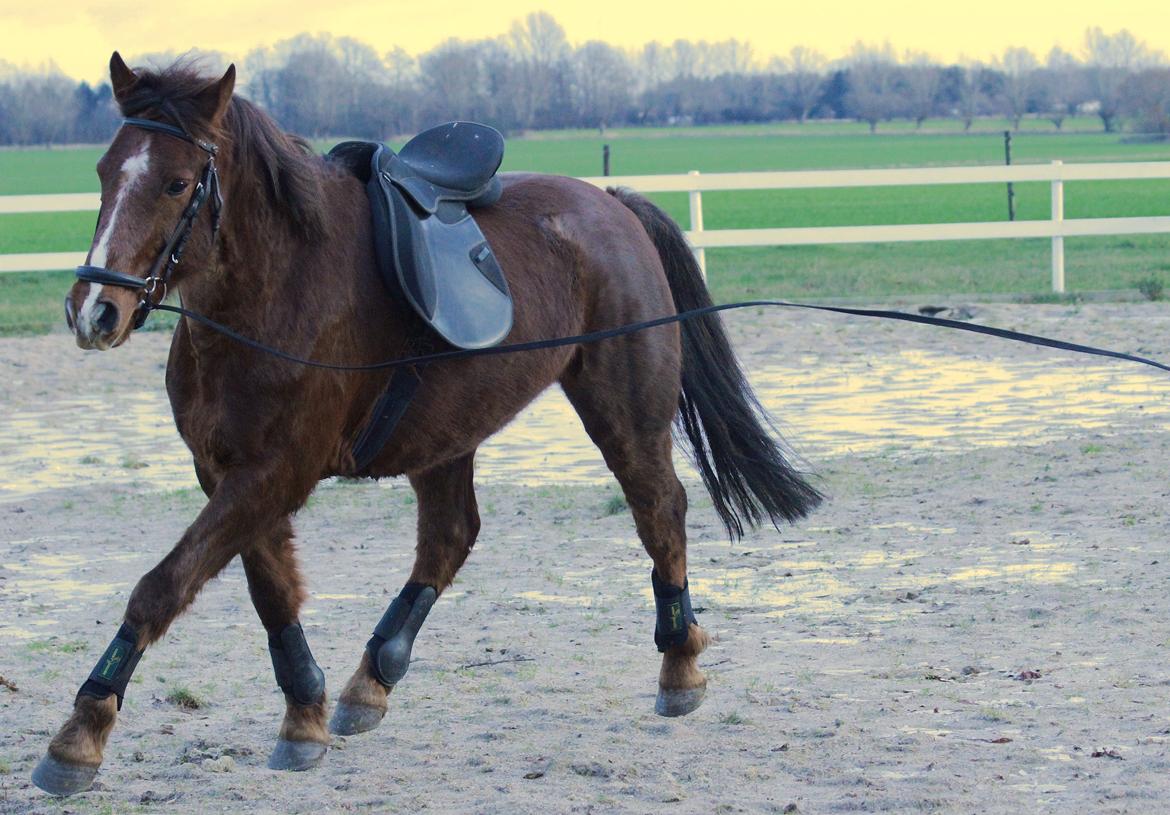 Anden særlig race Quincy of Ivanhoe billede 11