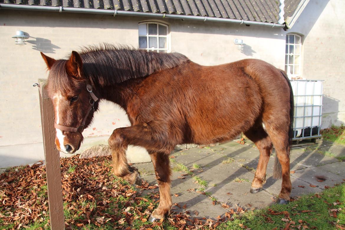 Anden særlig race Quincy of Ivanhoe - Bamsede vinterdyr <3 billede 12