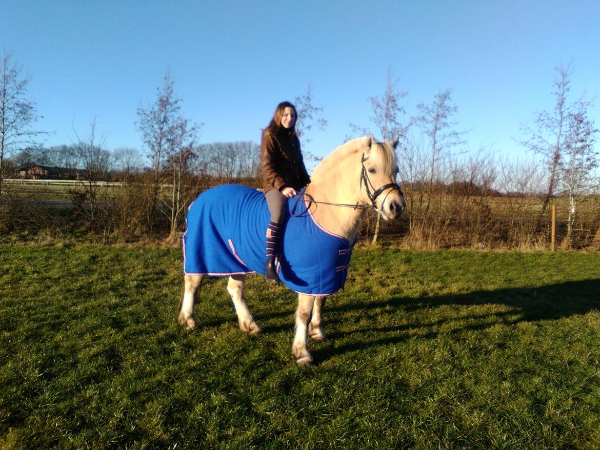 Fjordhest Ørn Fjordlyst billede 2