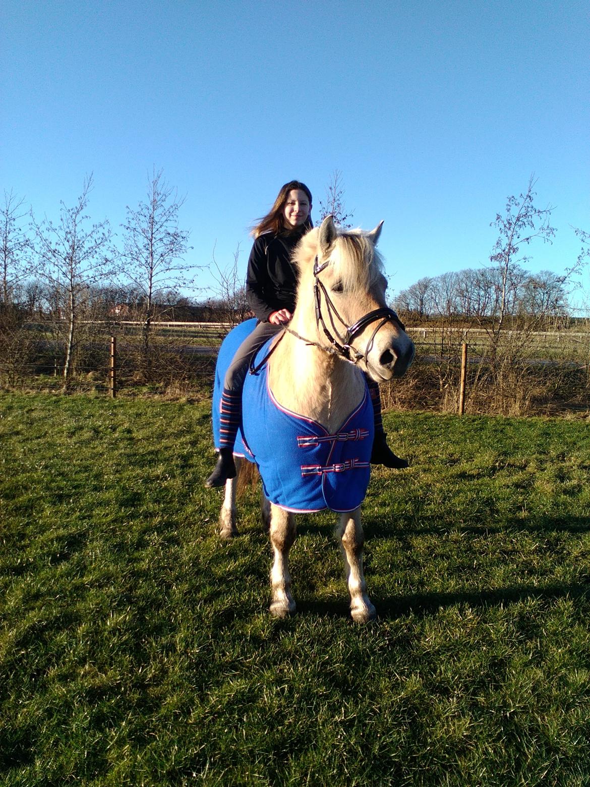 Fjordhest Ørn Fjordlyst billede 38