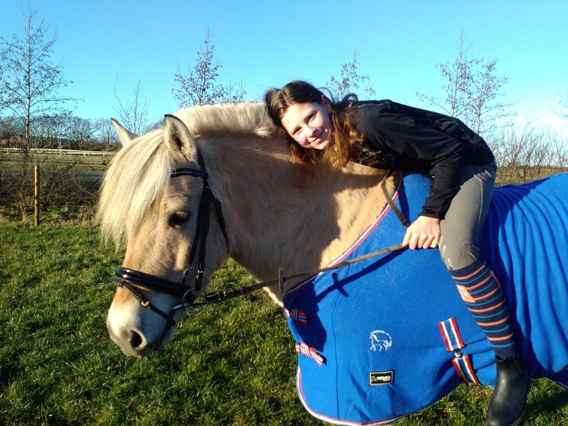 Fjordhest Ørn Fjordlyst billede 1